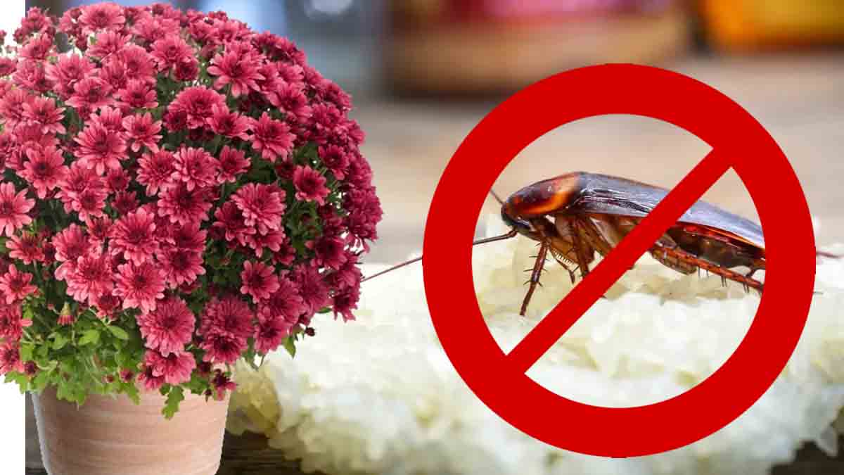 ¡Las 3 mejores plantas repelentes de insectos para su hogar!