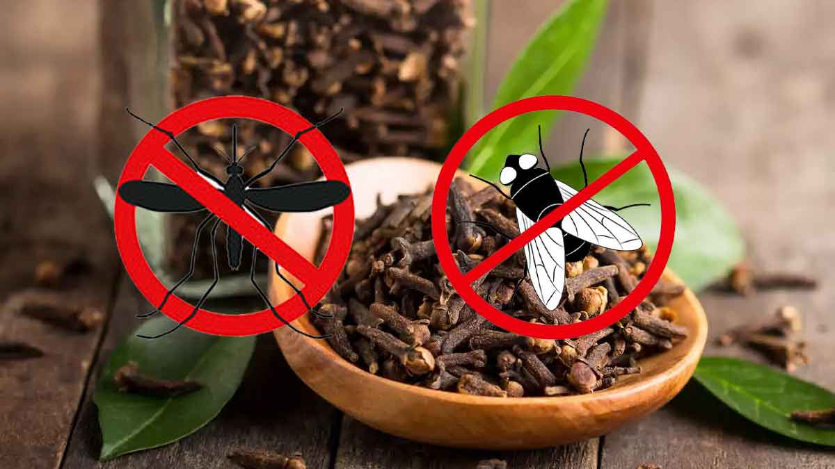 Las moscas y los mosquitos desaparecerán de su casa, jardín y balcón gracias a esta solución natural perfumada.
