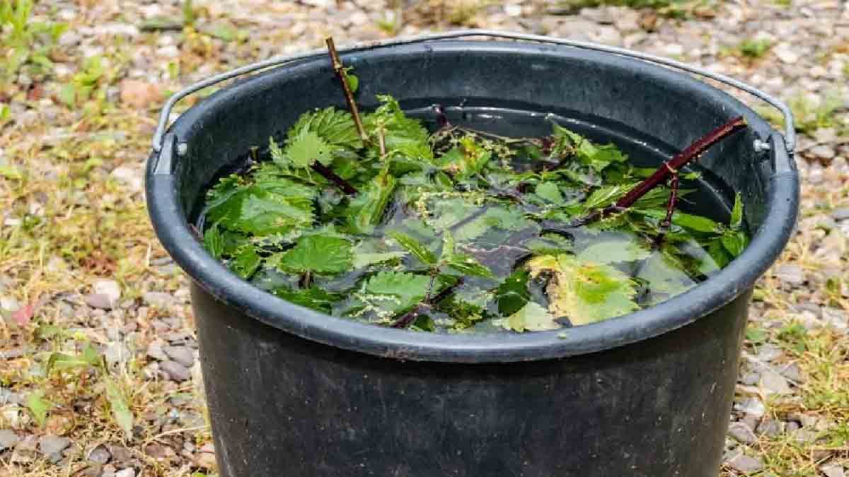 Macerado de ortiga: ¡el mejor abono para un jardín sano y florido!