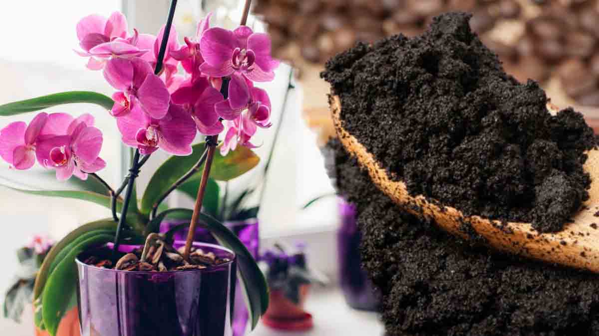 Posos de café: ¡el mejor producto para abonar sus orquídeas!