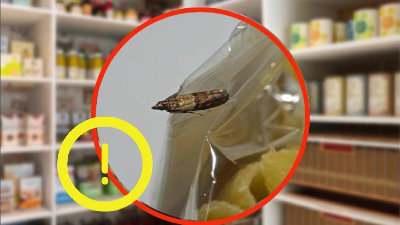Polillas de la despensa: ¡basta con 2 gotas para que salgan volando!