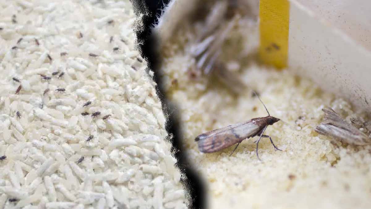 ¿Polillas invasoras? ¡El truco que realmente funciona para ahuyentarlas!