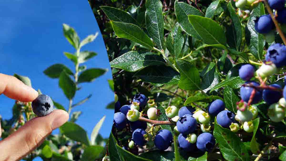 ¡No pongas más arándanos en tu lista de la compra! ¡Sigue esta guía para cultivarlos en tu propio huerto!
