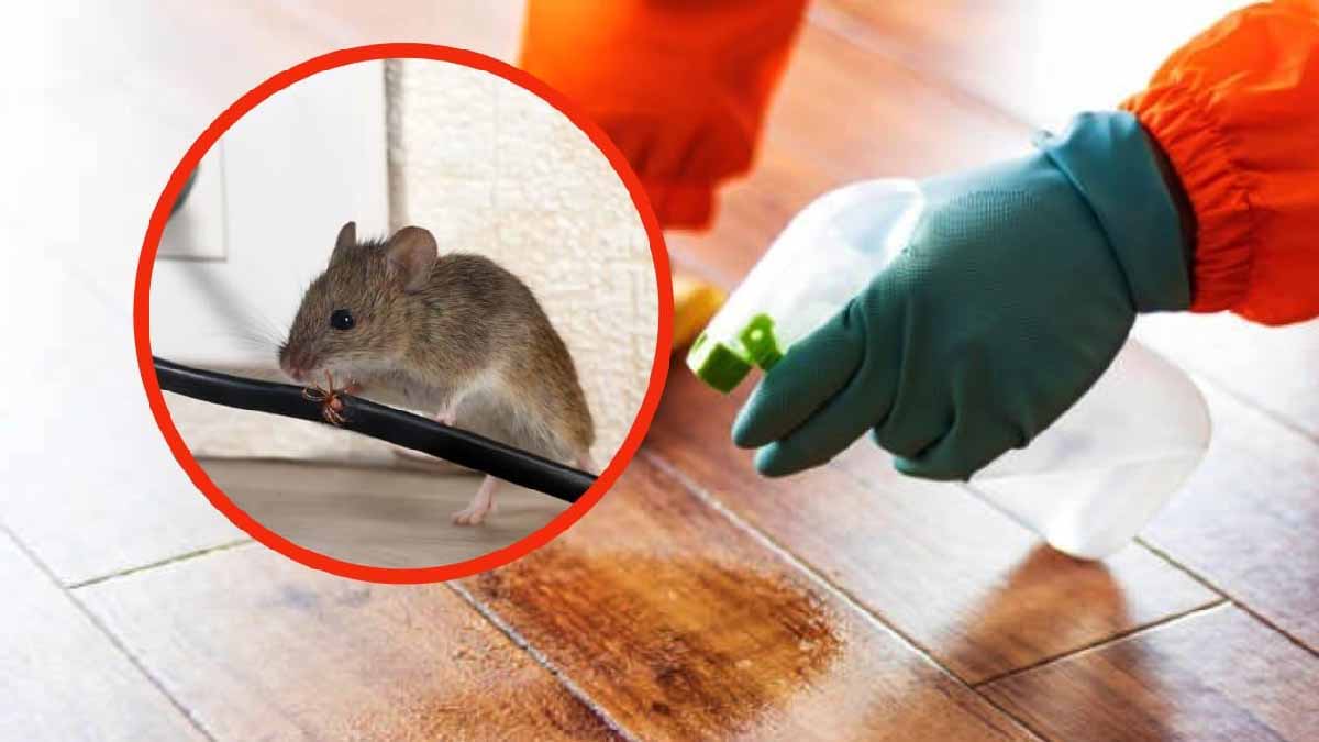 ¡Deje de usar ajo y menta! Este repelente natural es más eficaz para ahuyentar insectos, ratones y cucarachas.