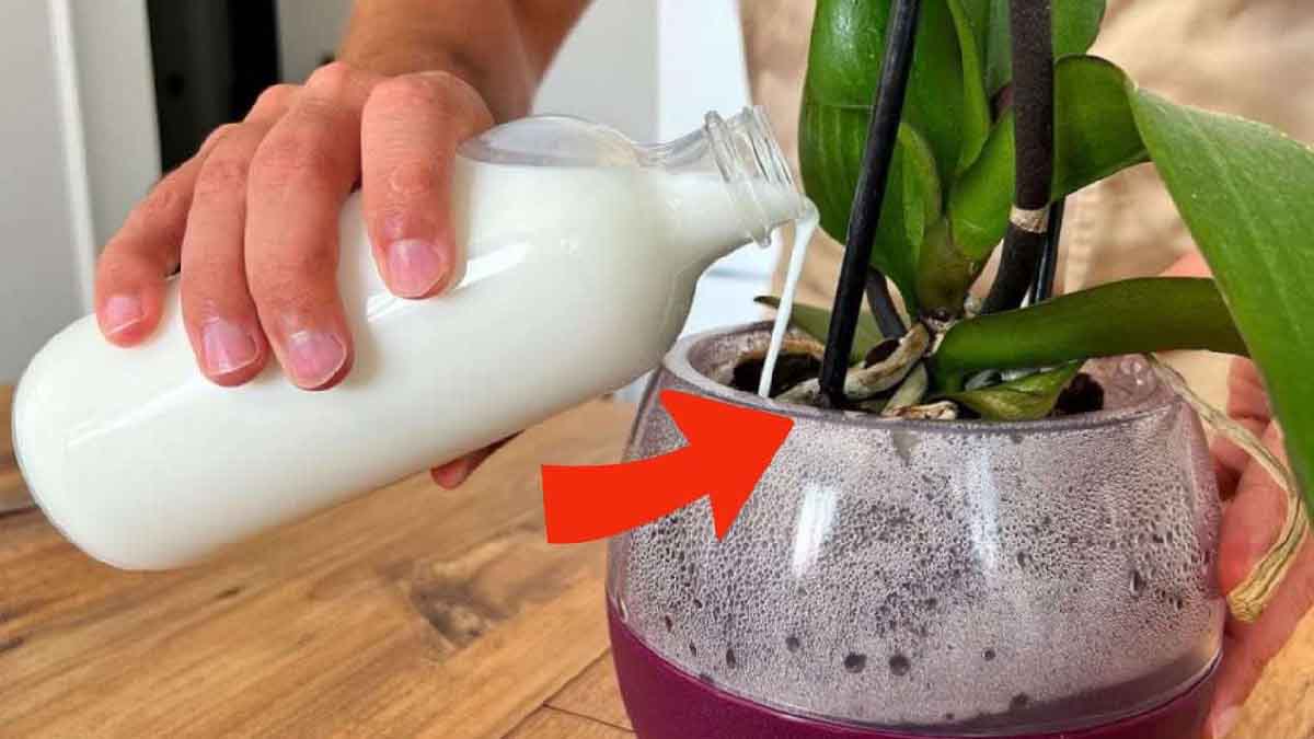 Orquídeas: ¡florecerán 10 veces más si las riega con este extraordinario producto!