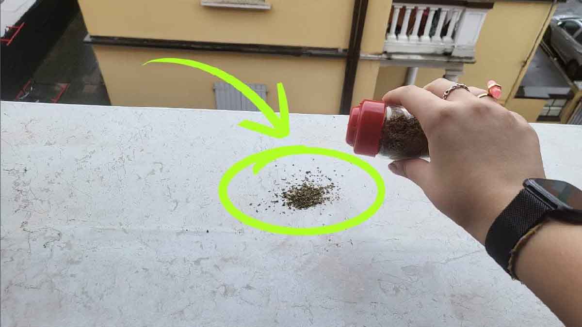 Orégano: ¿de qué sirve si se deja en el alféizar de la ventana? ¡Estás a punto de resolver un problema muy especial!