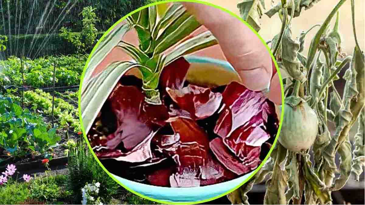 Cáscara de cebolla en las plantas: un viejo truco que revolucionará su jardín | Phénoménal