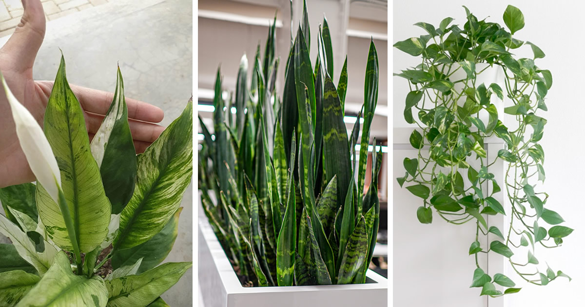 7 plantas de interior que eliminan el polvo y las alergias