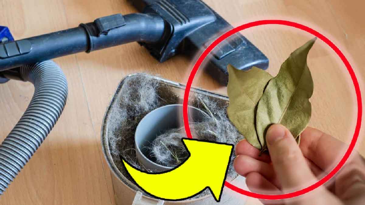Coloque 3 hojas de laurel en este aparato: ¡el truco que cada vez conquista a más gente!
