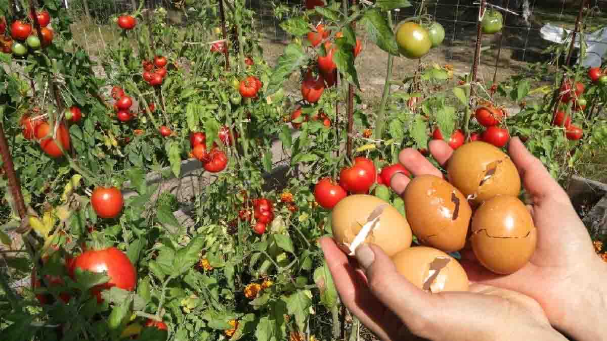 ¿Por qué colocar cáscaras de huevo al pie de las tomateras?