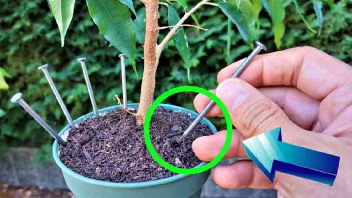 ¿Por qué todos dejan un clavo en las plantas antes de irse de vacaciones?