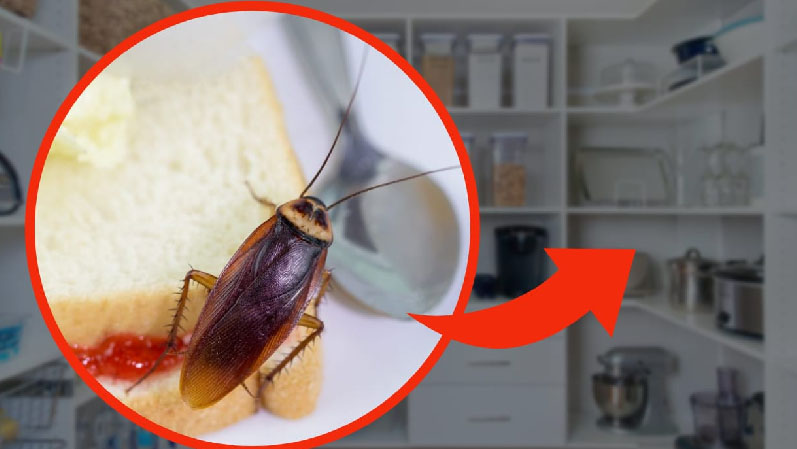 ¿Por qué las cucarachas pueblan tu cocina? Esta comida las atrae al instante.