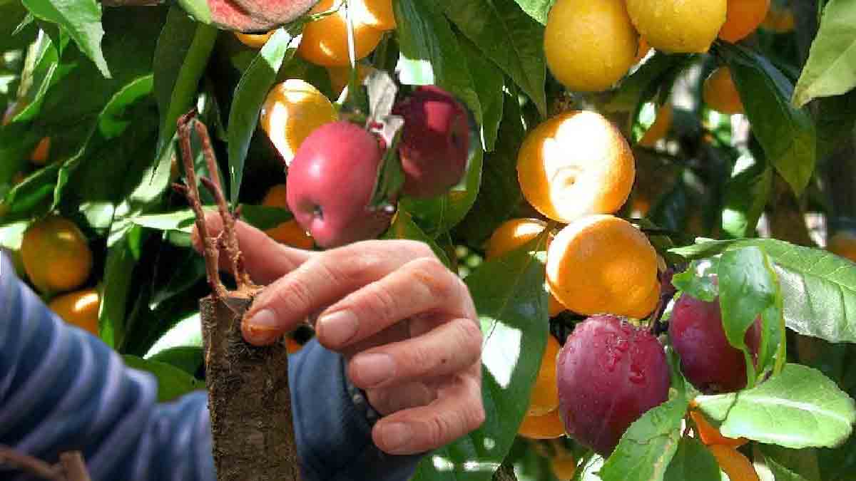 ¿Por qué injertar un frutal en agosto?