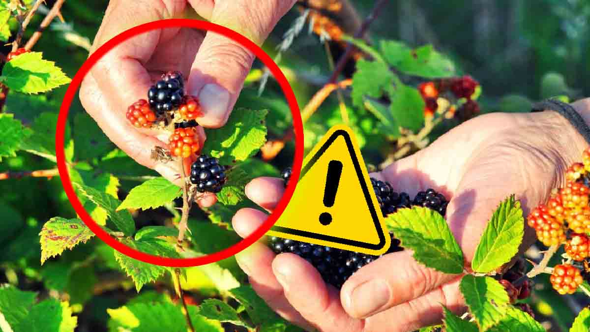 ¿Por qué no se deben comer moras silvestres en los bosques?
