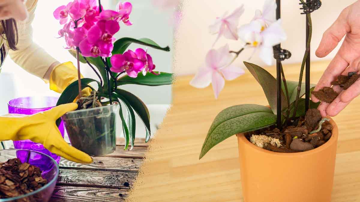 Cuide su orquídea después de las fiestas: ¡un consejo para devolverle la vida rápidamente!
