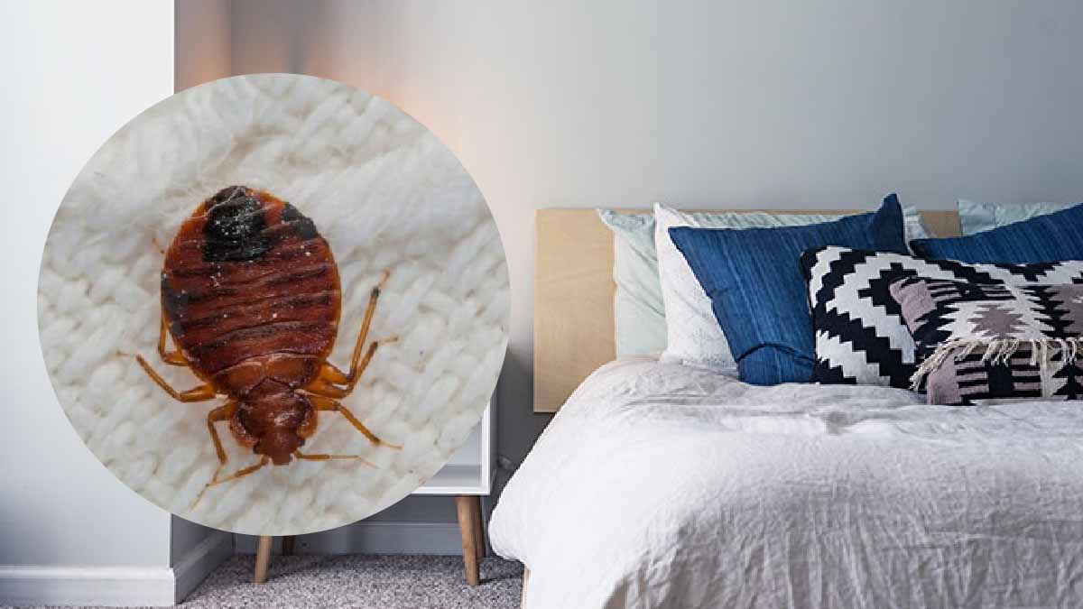 Chinches de cama: ¡5 consejos innegables para evitar traerlas a casa tras las vacaciones!