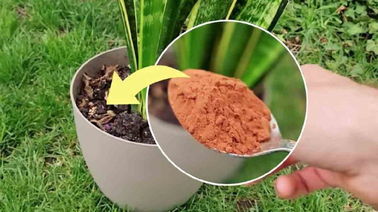 Lo que ocurre si pones cacao en polvo en las plantas: ¡no creerás lo que ven tus ojos!
