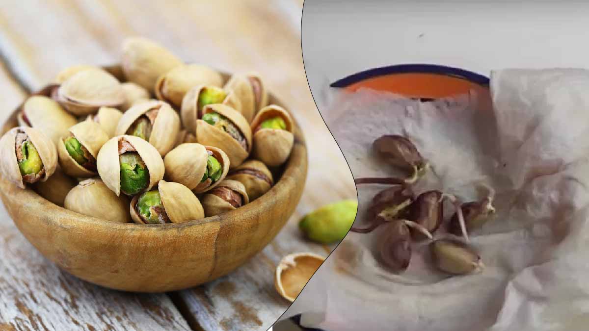 ¿Cómo hacen los agricultores para germinar los pistachos del supermercado y producir una cosecha abundante?