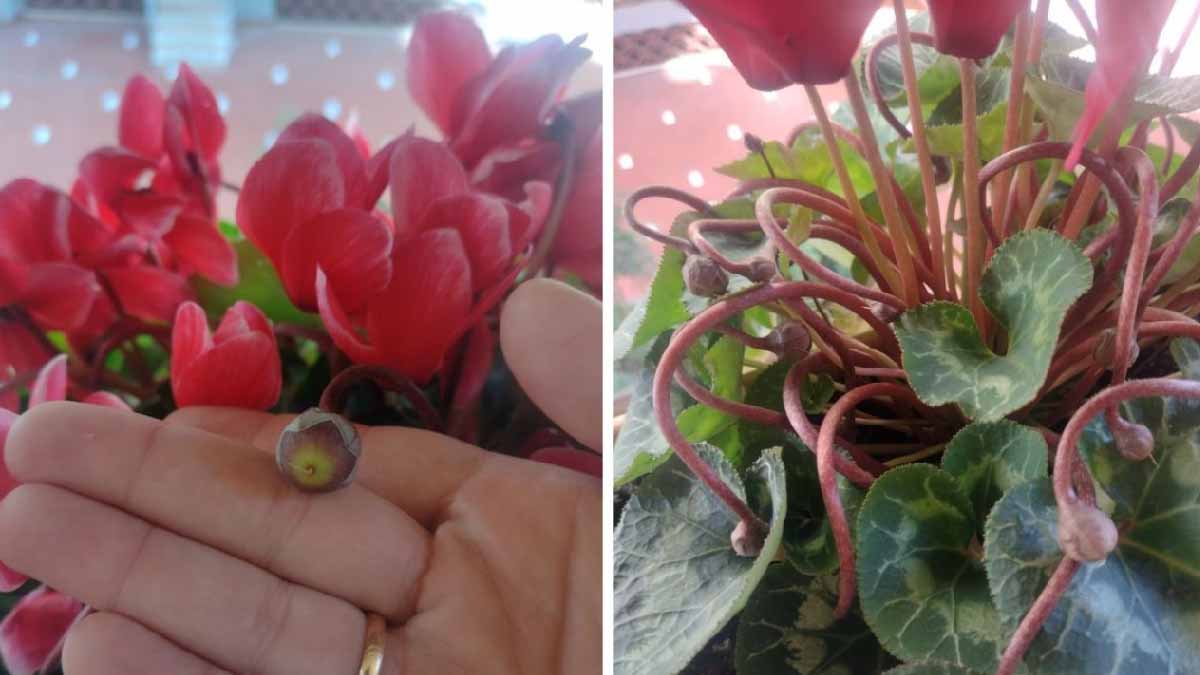 ¿Qué son las bolas blancas de tu maceta de ciclamen?