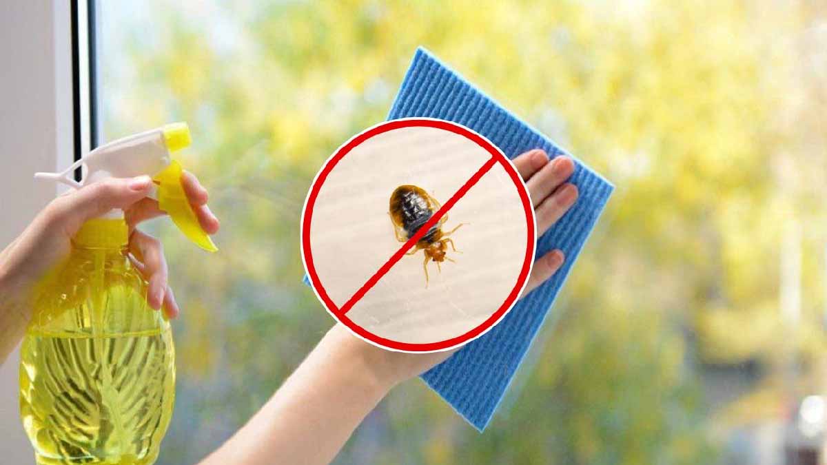 Unas gotas de este producto bastan para repeler las chinches de ventanas y balcones.