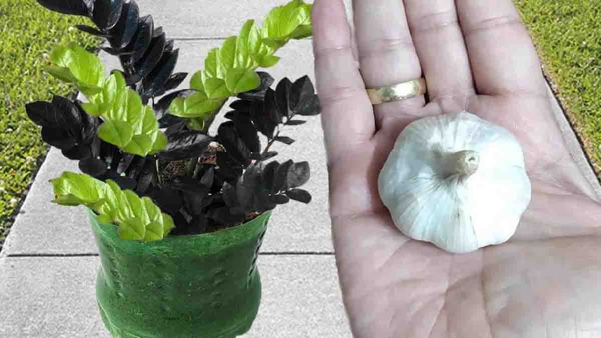 ¿Cuáles son las ventajas de utilizar ajo en las plantas?