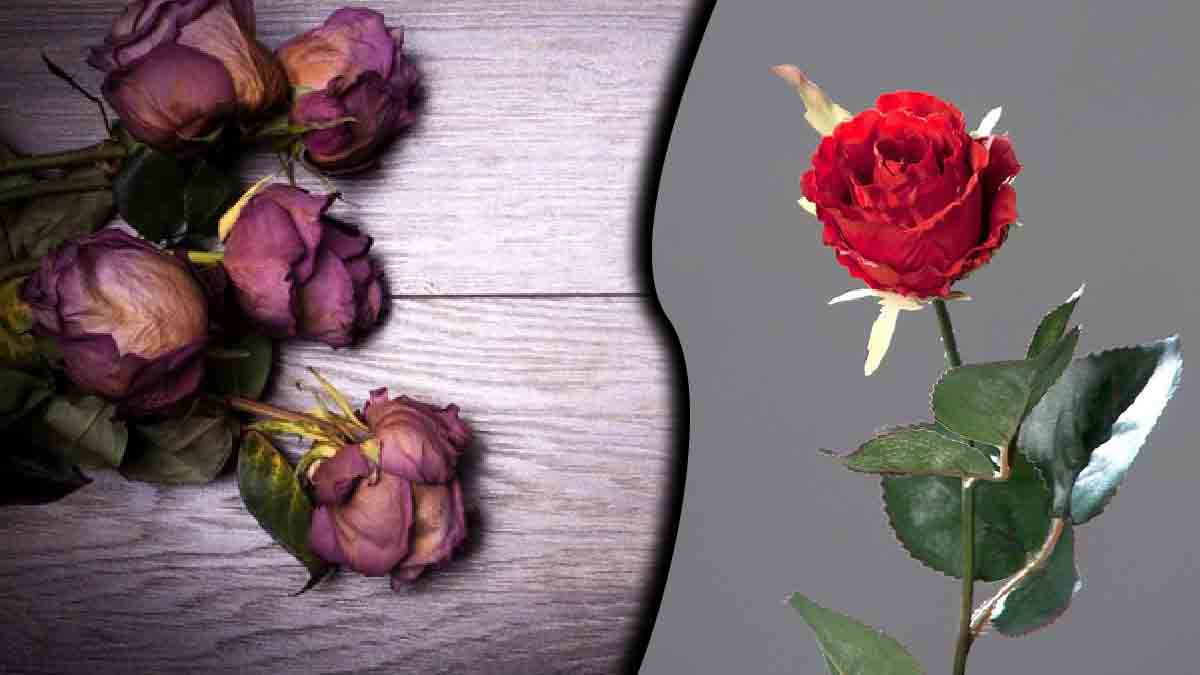 Rosas muertas: ¿cómo devolverles la vida? Tendrás flores espléndidas