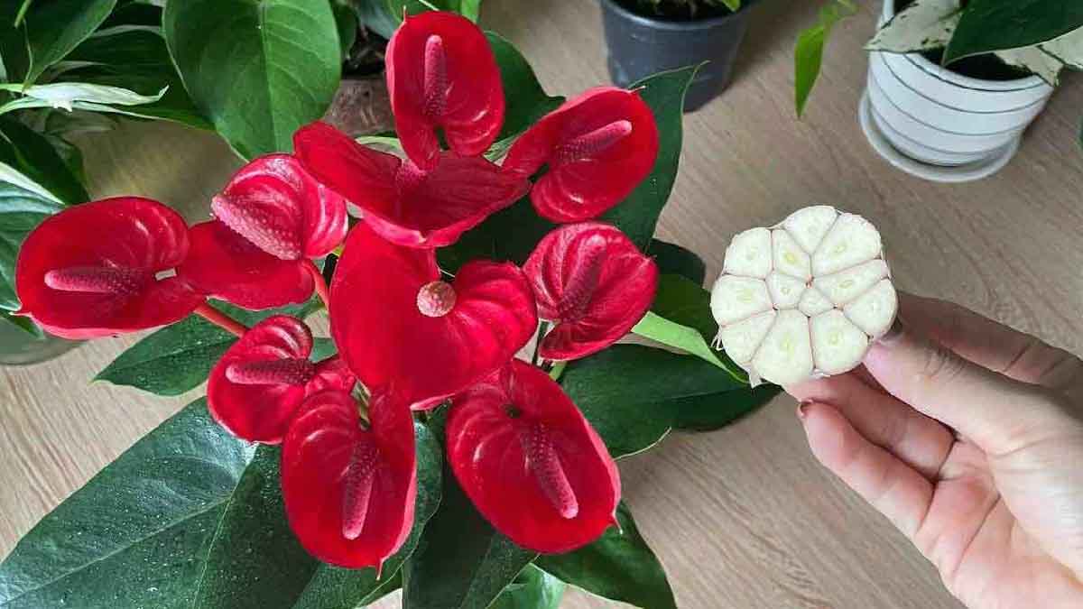 ¿Sabías que este maravilloso truco puede potenciar la floración de tu Anthurium?