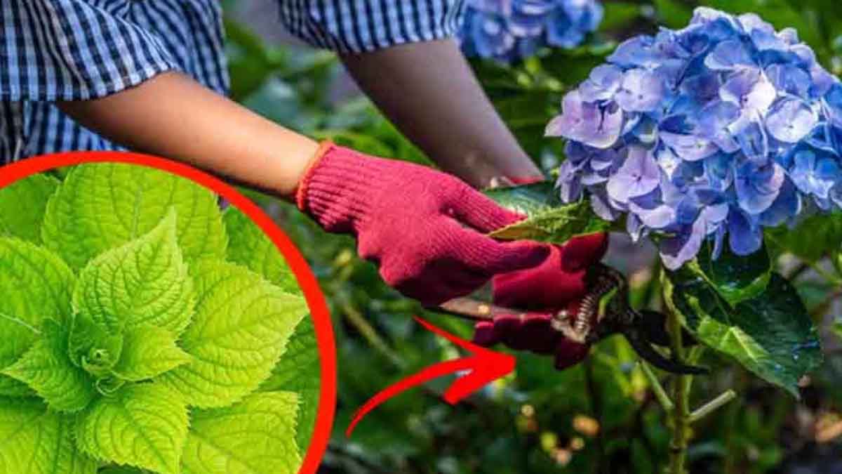 Si su hortensia no florece, he aquí la causa principal. La solución 0-costes de viveristas y jardineros