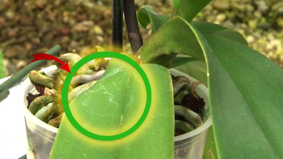 Si ha encontrado pequeños puntos en su orquídea, ¡actúe de inmediato!