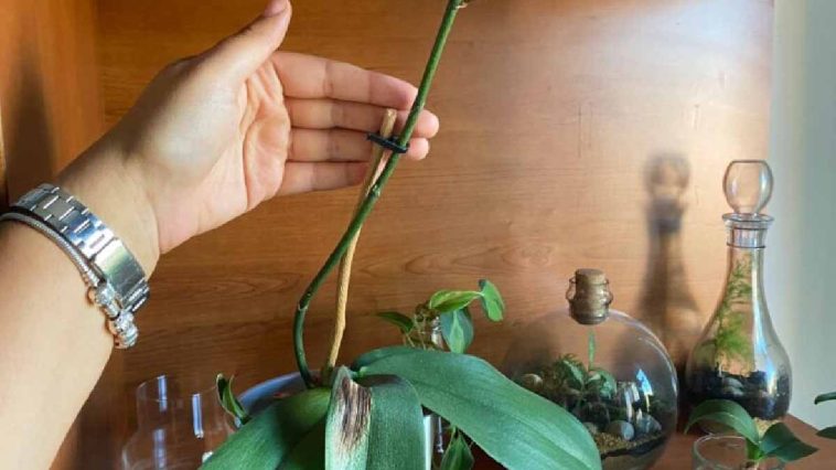 Siga al pie de la letra estos consejos para potenciar la floración de las orquídeas en otoño