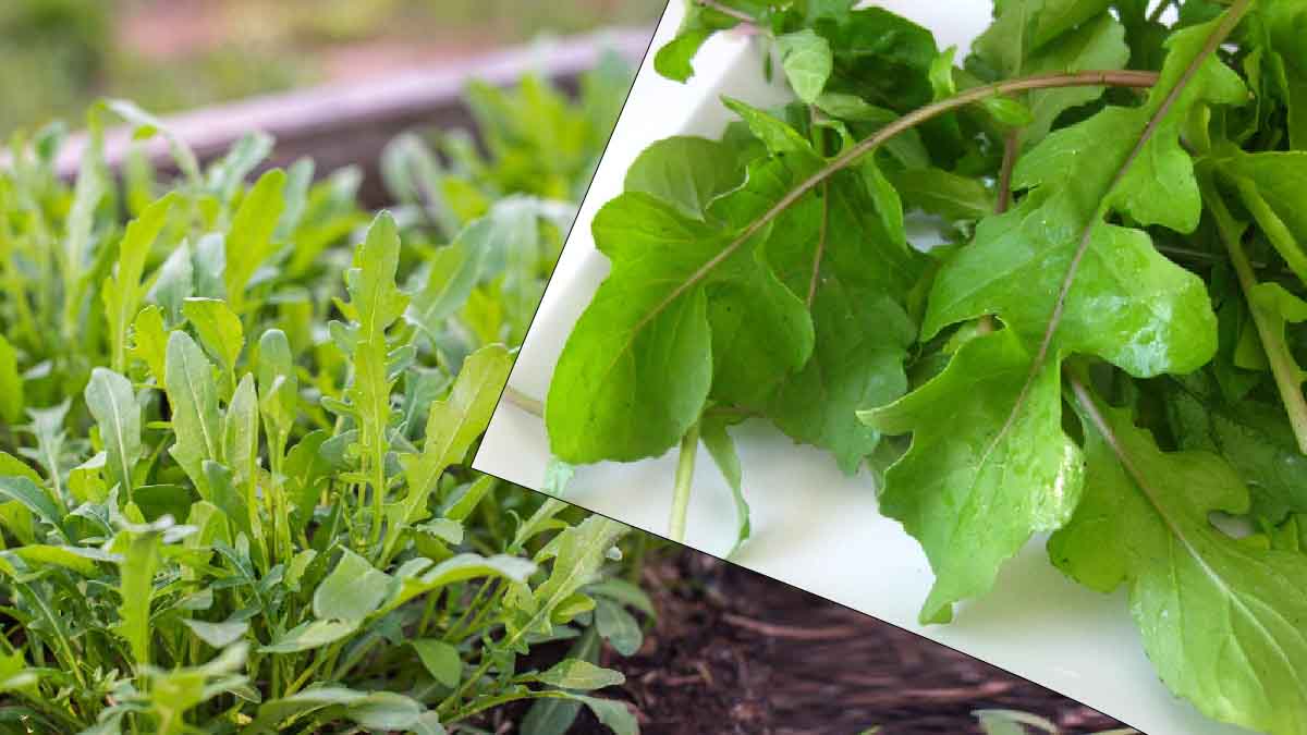 ¡Sigue esta miniguía para sembrar y cultivar rúcula en casa!