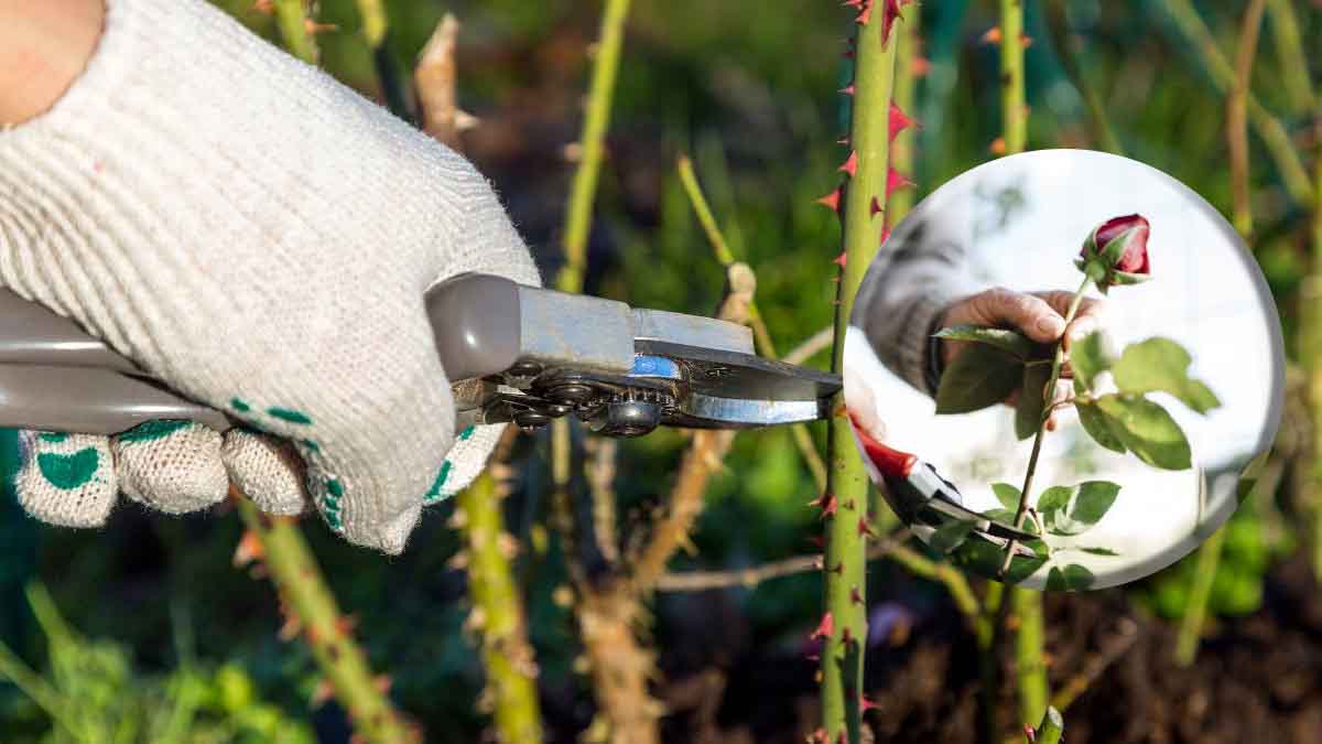 Poda de rosales en septiembre: ¿por qué y cómo?
