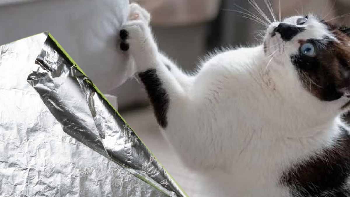 Pruebe el método del aluminio para mantener a los gatos alejados de sus muebles.