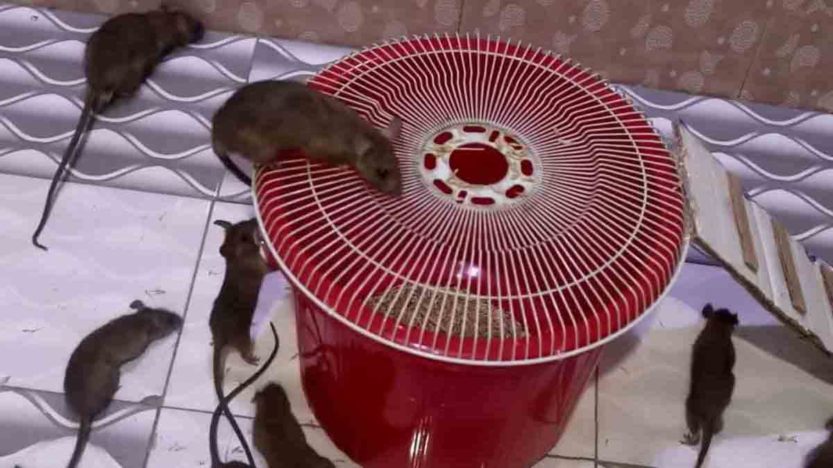 Una caja de plástico es todo lo que necesitas para atrapar ratones: ¡es una técnica infalible!