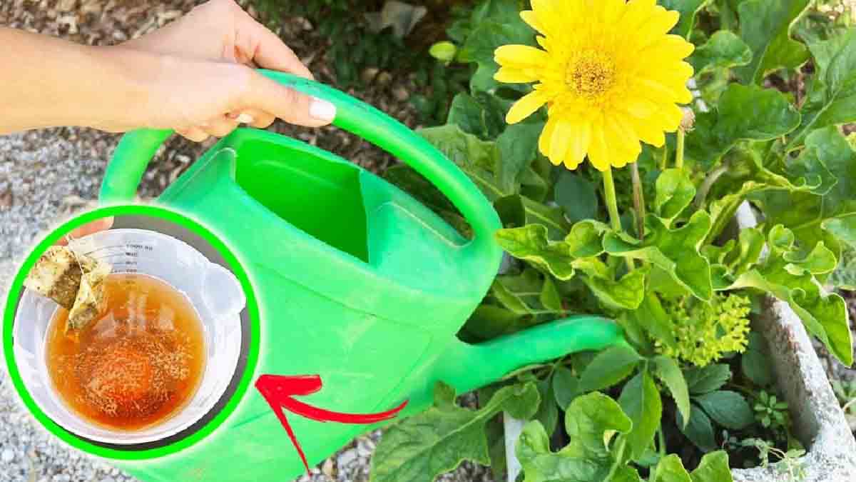 ¡Utiliza estos abonos caseros para recuperar tus plantas después de las vacaciones!