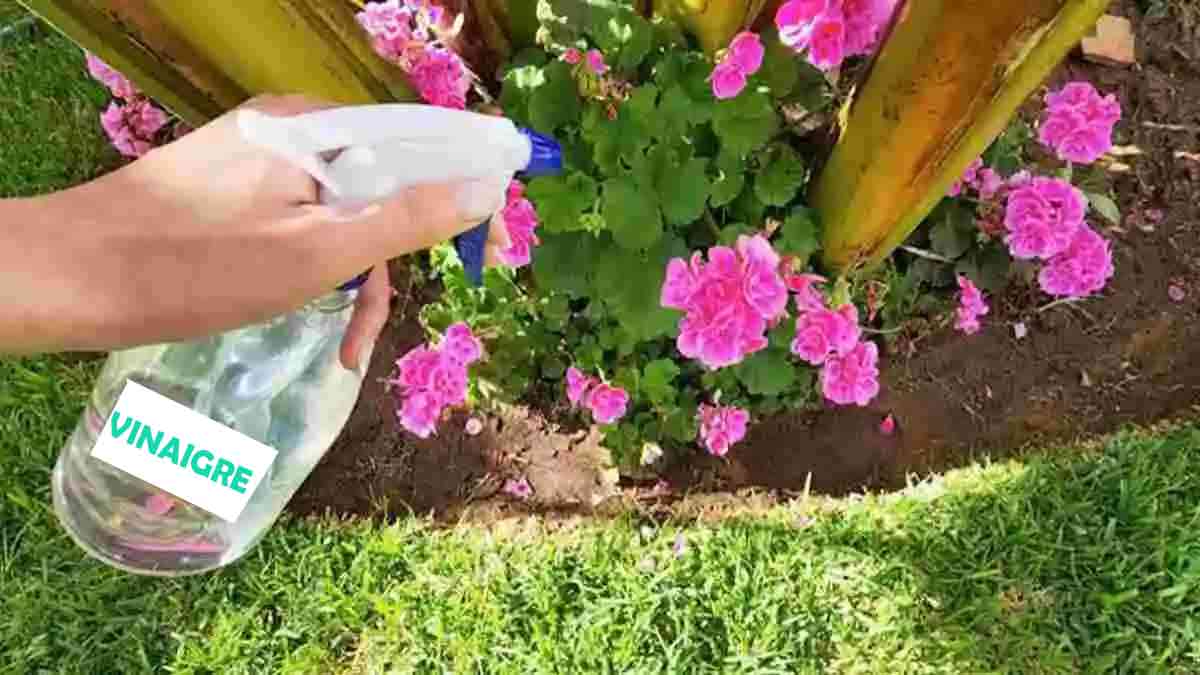 Vinagre en las plantas: ¡una idea insólita con resultados impresionantes!