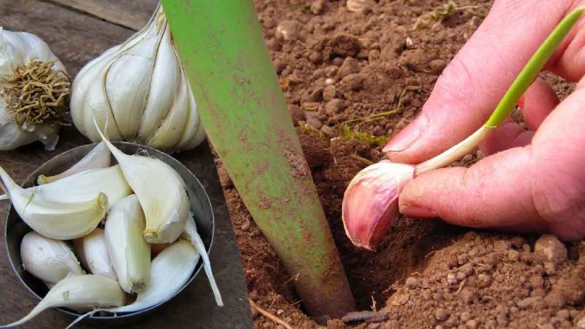 He aquí algunos consejos de jardinero para cultivar ajos ad infinitum