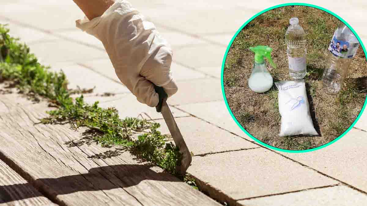 ¡He aquí un herbicida drástico para eliminar las malas hierbas de la acera!