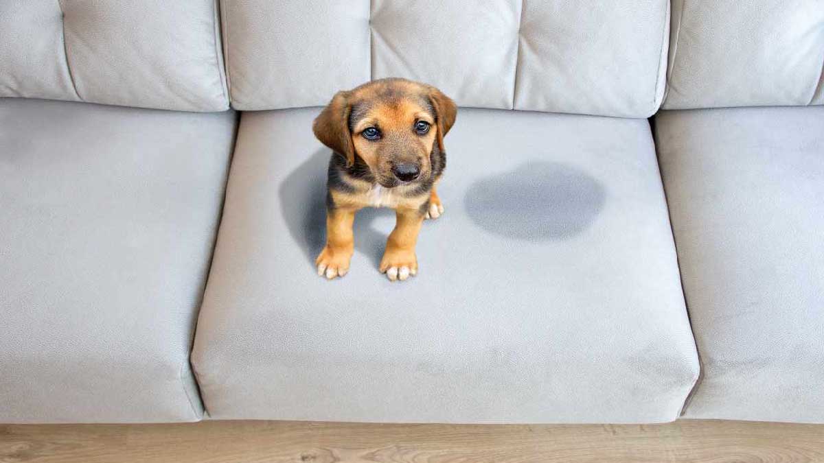 ¿Tu perro se ha meado en la alfombra? ¡Este consejo le será muy útil!