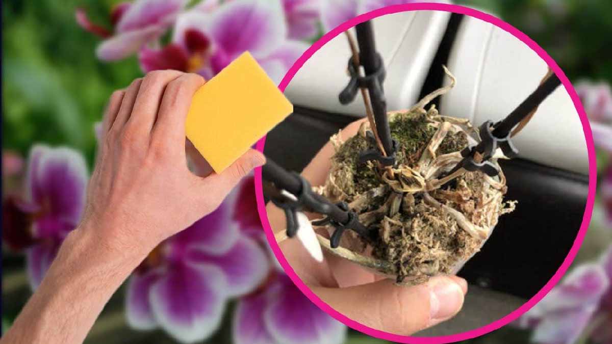 ¡Tu orquídea seca renacerá en un santiamén con el truco de la esponja! El remedio del jardinero