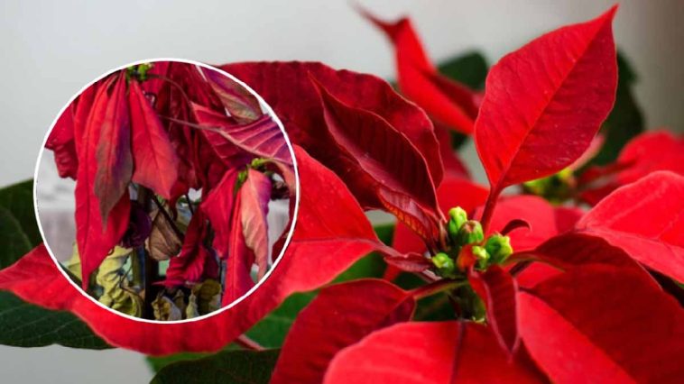Tu flor de Pascua vivirá mucho tiempo si adoptas esta técnica secreta de vivero