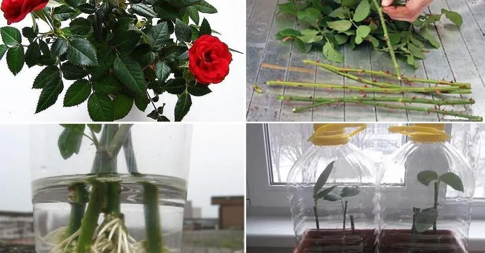 Cómo propagar rosas desde el tallo para obtener más y más
