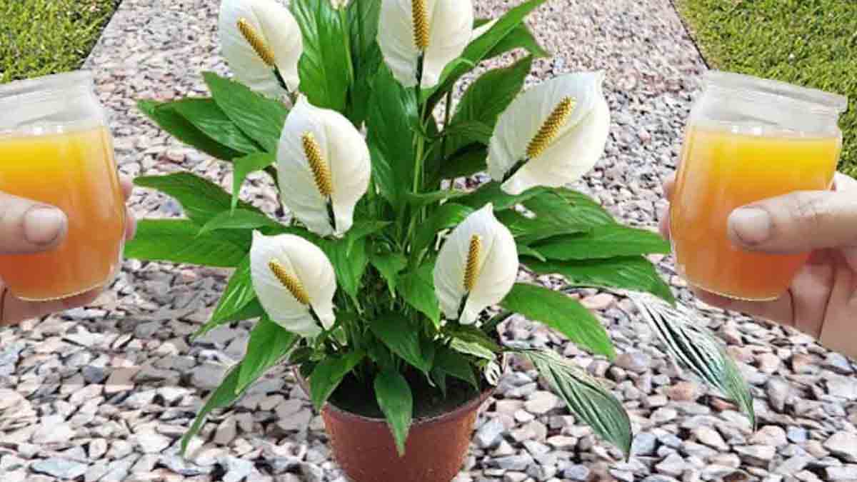 1 taza es suficiente para hacer estallar una avalancha de flores: ¡increíble!