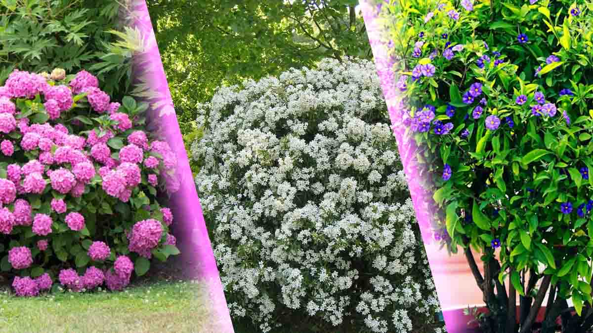 3 arbustos con floración garantizada durante 365 días: su jardín lucirá mejor que nunca