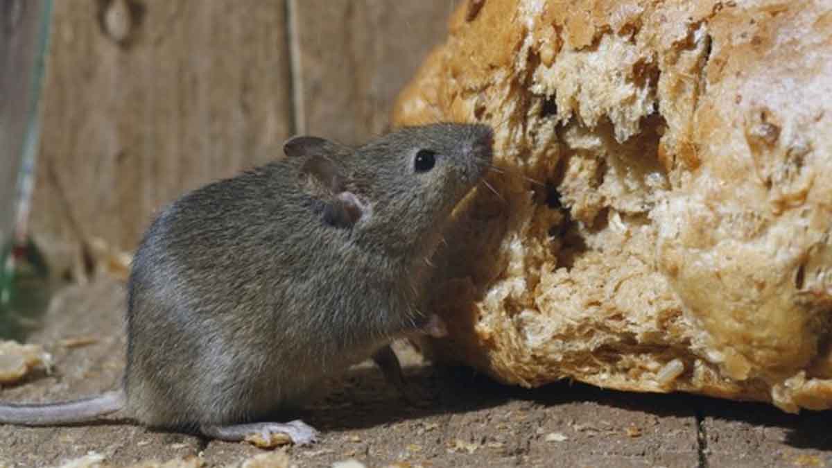 ¡3 maneras naturales de deshacerse de las ratas para siempre!