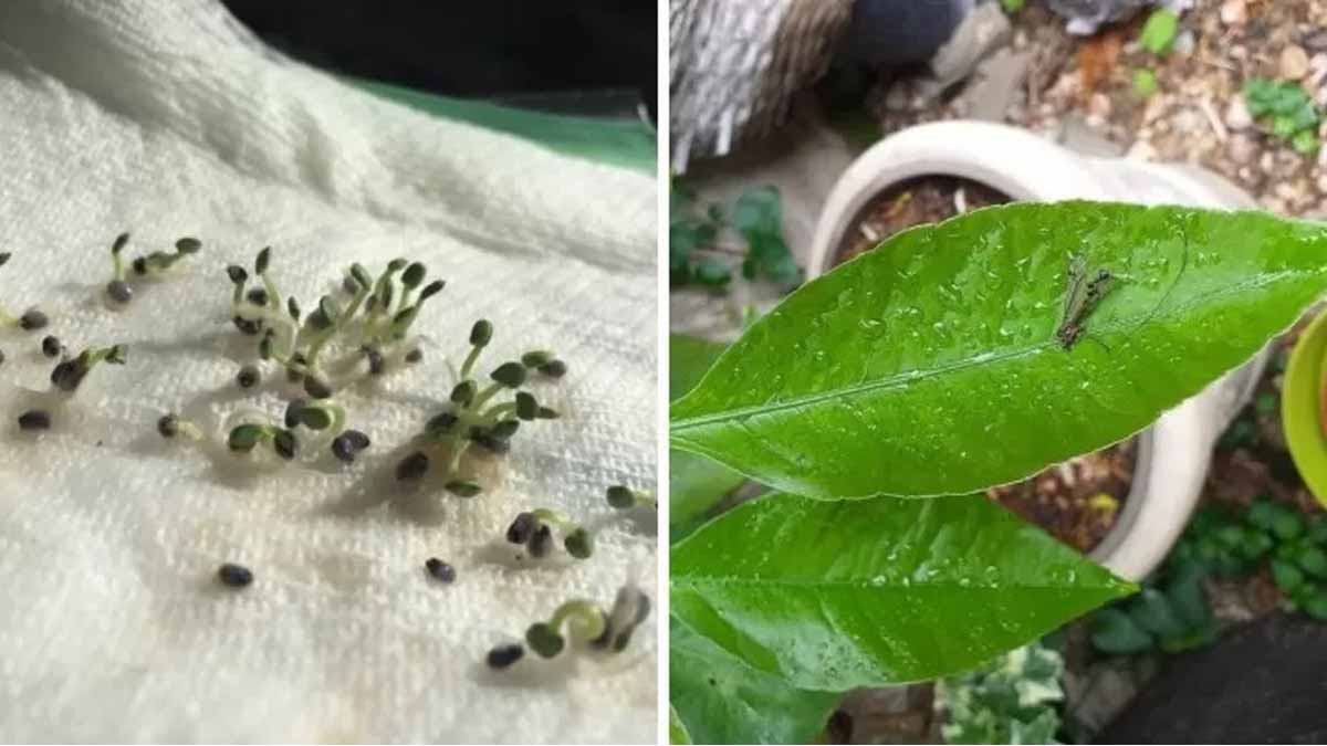 3 técnicas de jardinería inusuales para que su jardín sea más bonito y esté mejor cuidado.