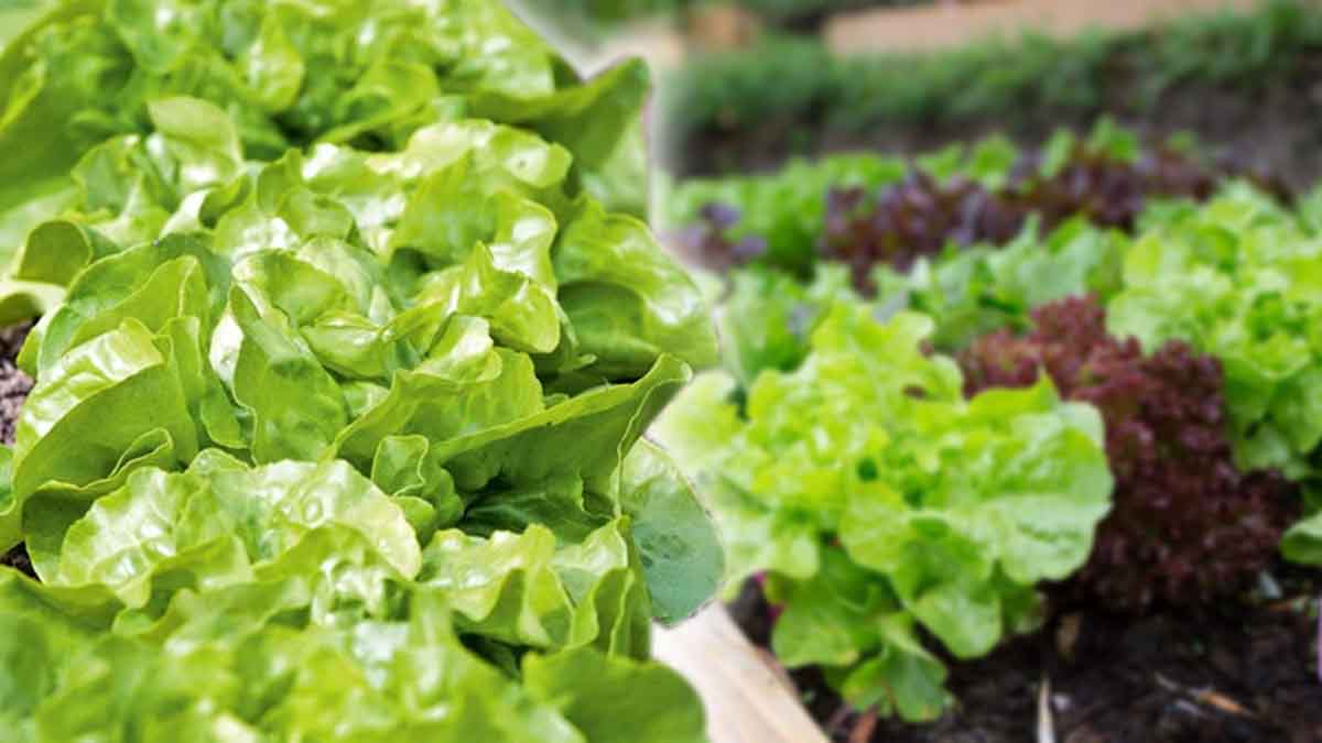 5 variedades de lechuga de invierno que resisten las heladas y el frío