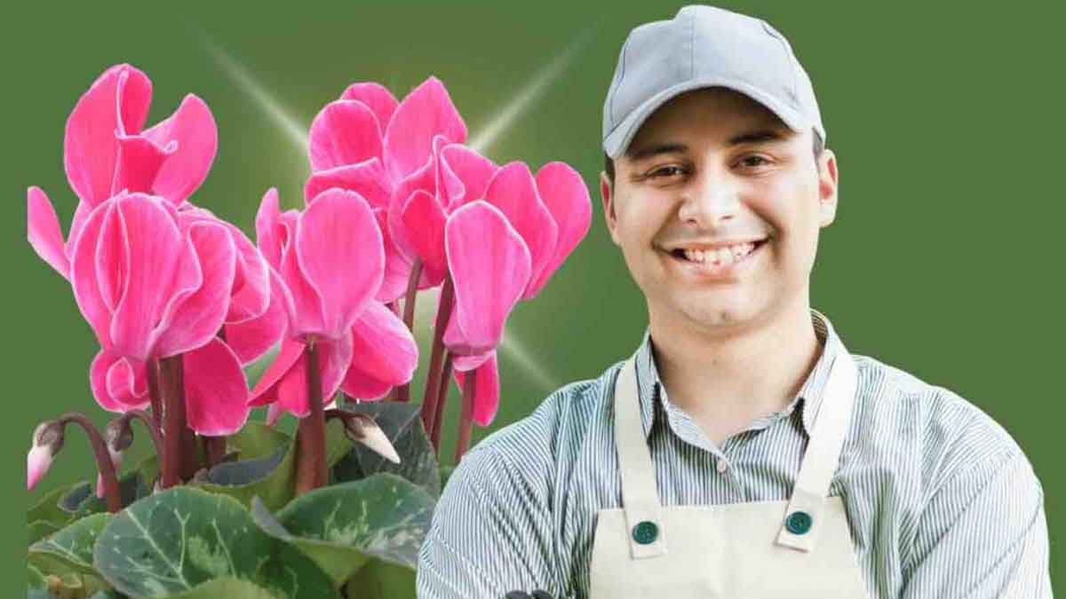 6 consejos originales para un ciclamen sano y bonito