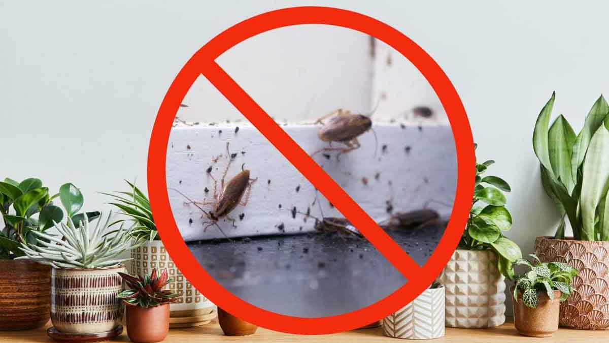 Adiós cucarachas en casa: ¡esta planta de 1 euro es la clave de su desaparición!