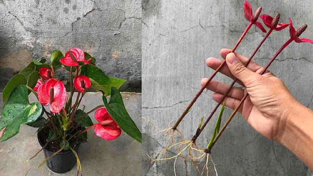 Anthurium: ¿cómo propagan rápidamente esta planta los viveros?